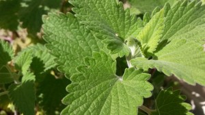 plants-that-keep-away-mosquitoes